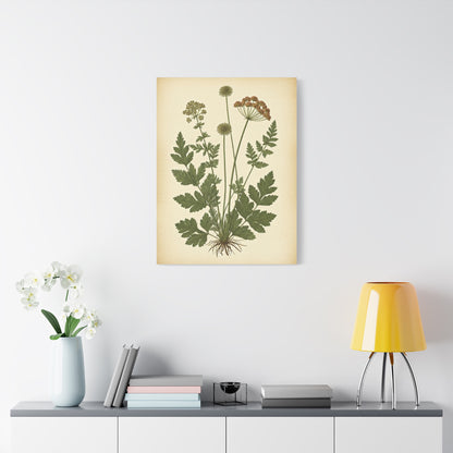 Antique Herbal Arrangement Wall Art & Canvas Prints