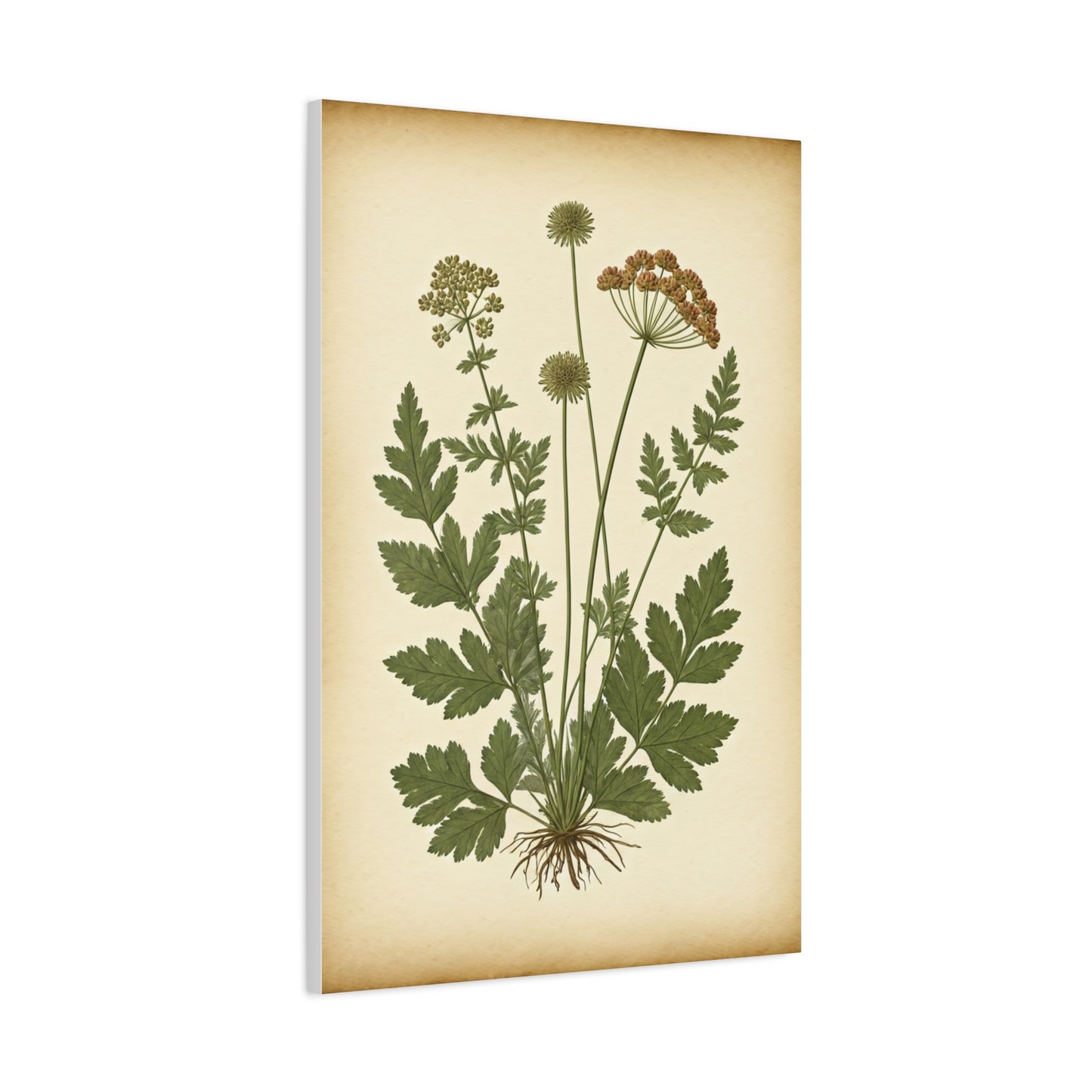 Antique Herbal Arrangement Wall Art & Canvas Prints
