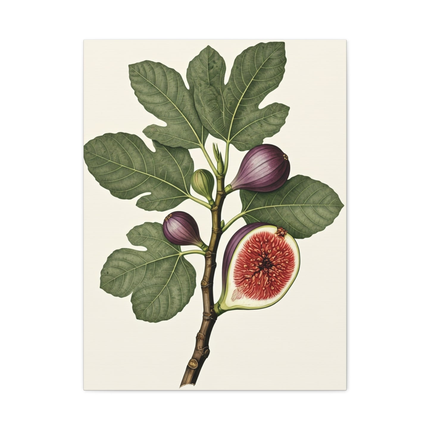 Fig Branch Illustration Wall Art & Canvas Prints