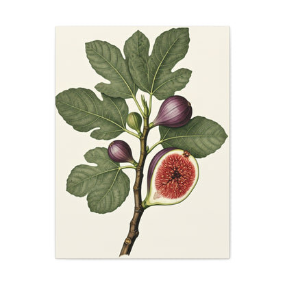 Fig Branch Illustration Wall Art & Canvas Prints