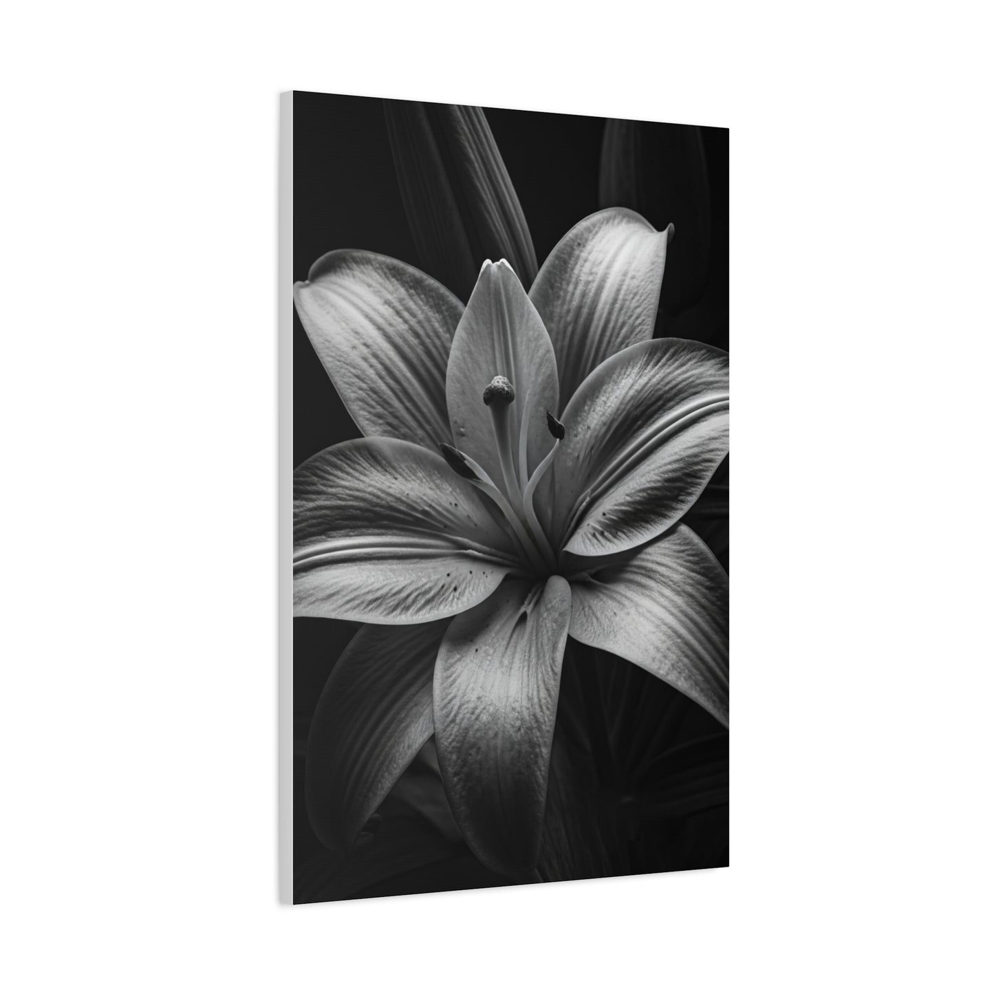 Monochrome Lily Bloom Wall Art & Canvas Prints