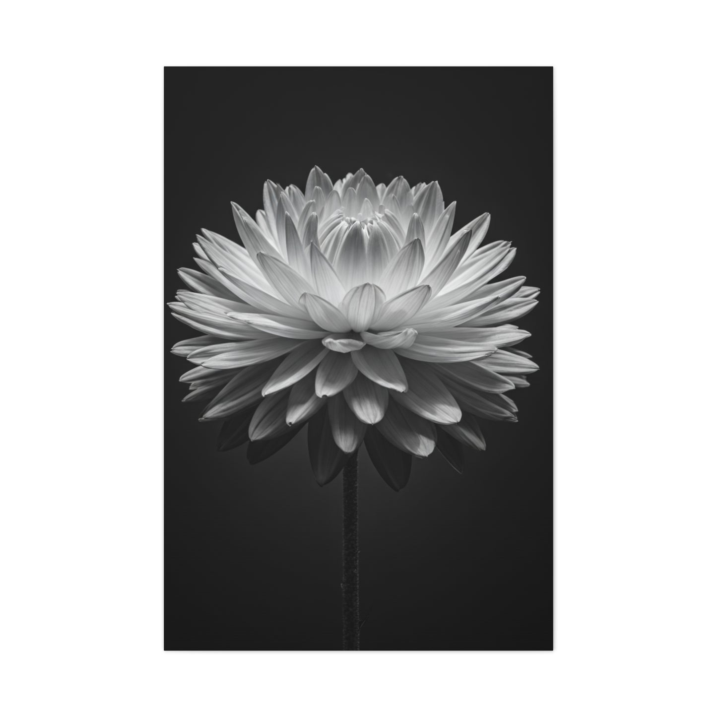 Symmetrical Dahlia Bloom Wall Art & Canvas Prints