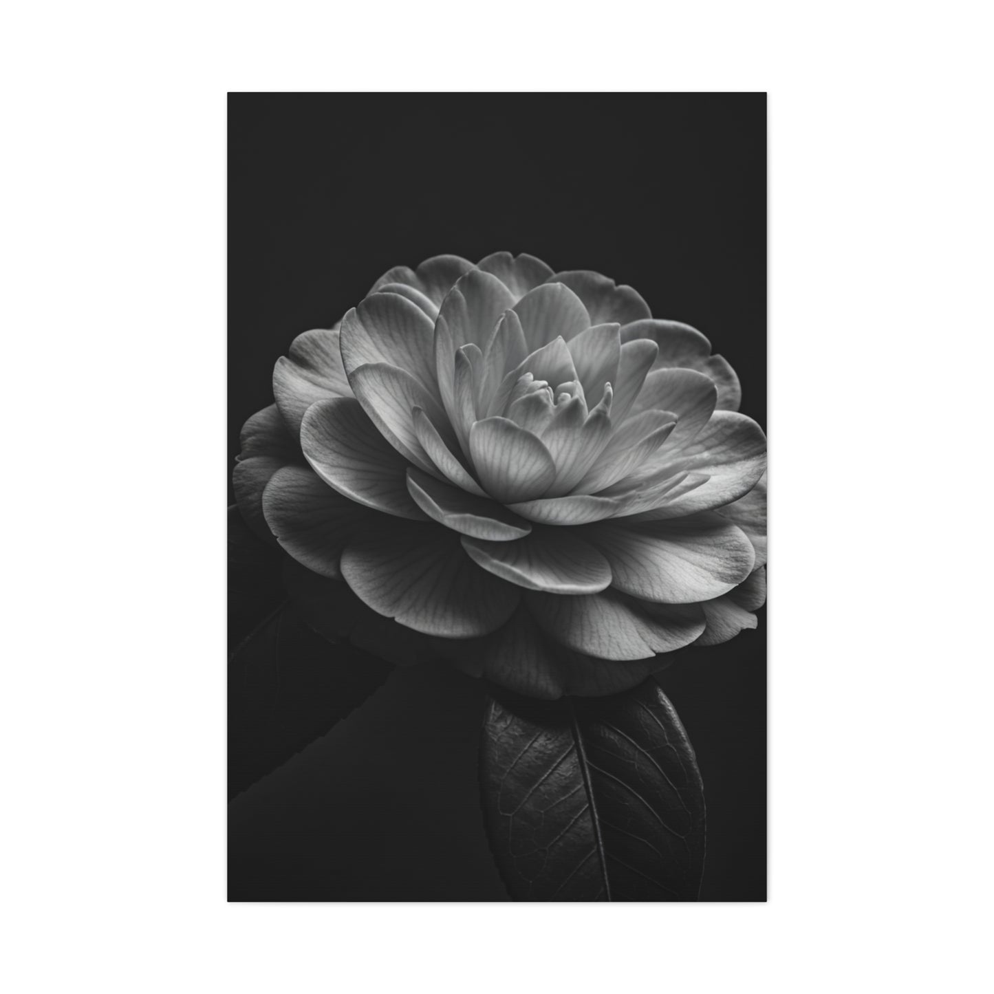 Camellia Bloom in Shadow Monochrome Wall Art & Canvas Prints