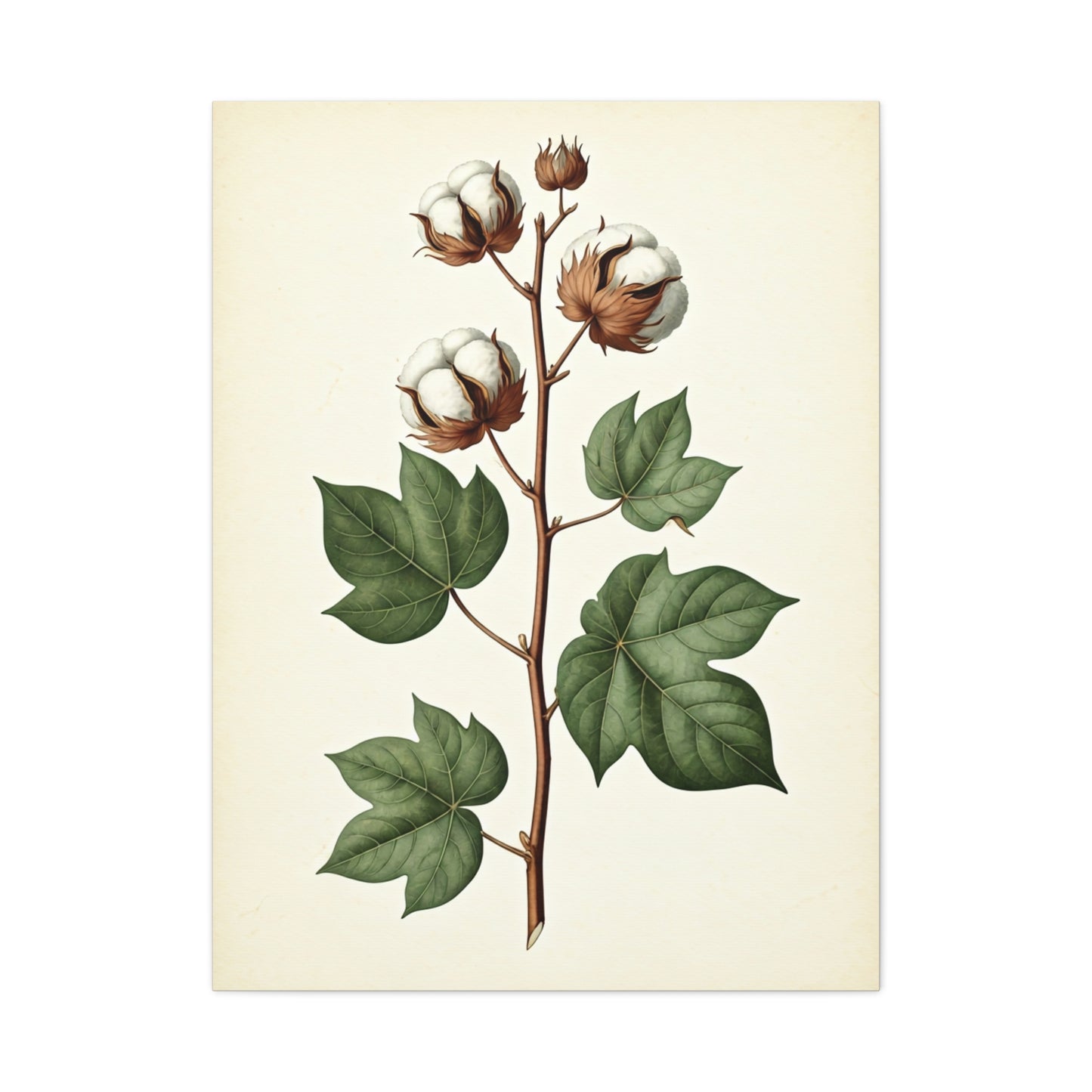 Cotton Plant Illustration Wall Art & Canvas Prints