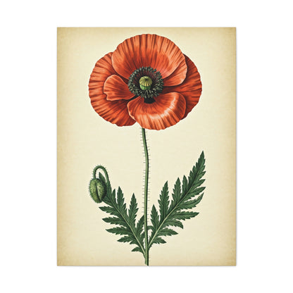 Poppy Flower Vintage Study Wall Art & Canvas Prints