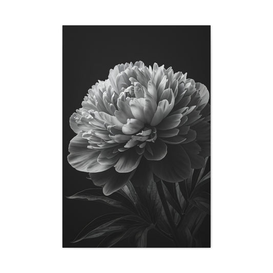 Midnight Peony Elegance Wall Art & Canvas Prints