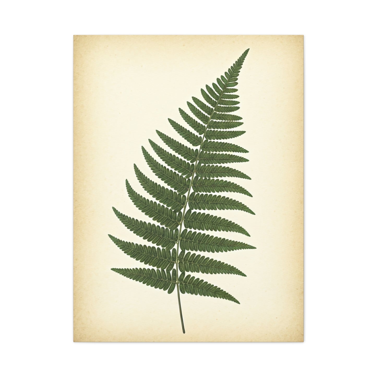 Fern Frond Illustration Wall Art & Canvas Prints