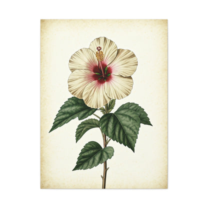 White Hibiscus Illustration Wall Art & Canvas Prints