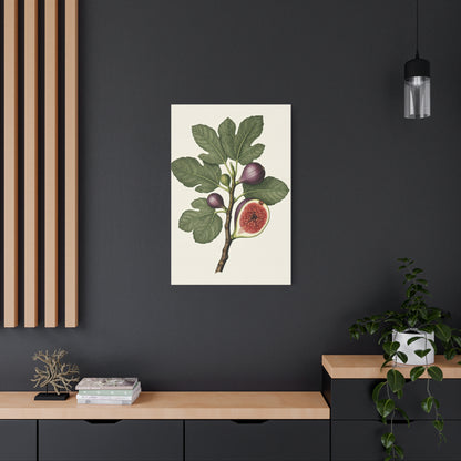 Fig Branch Illustration Wall Art & Canvas Prints