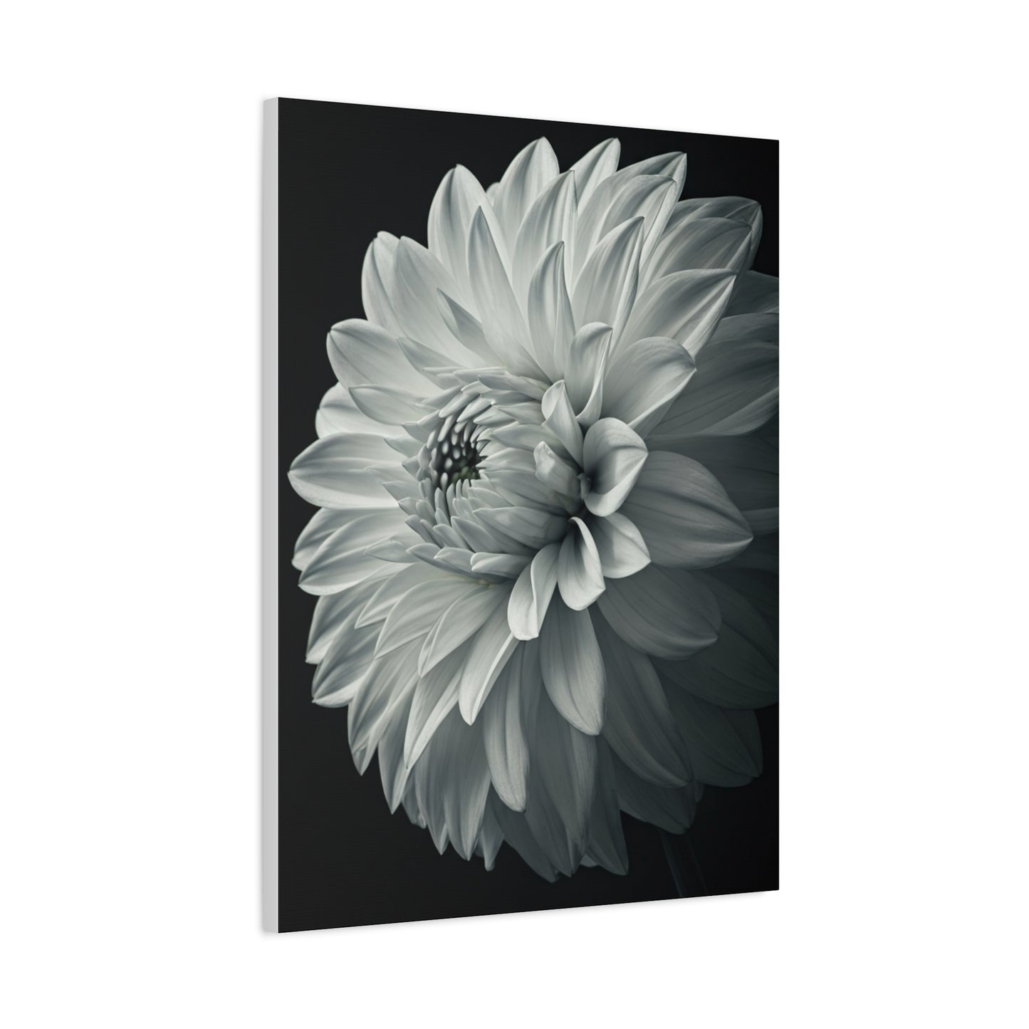 Silver Dahlia Blossom Wall Art & Canvas Prints