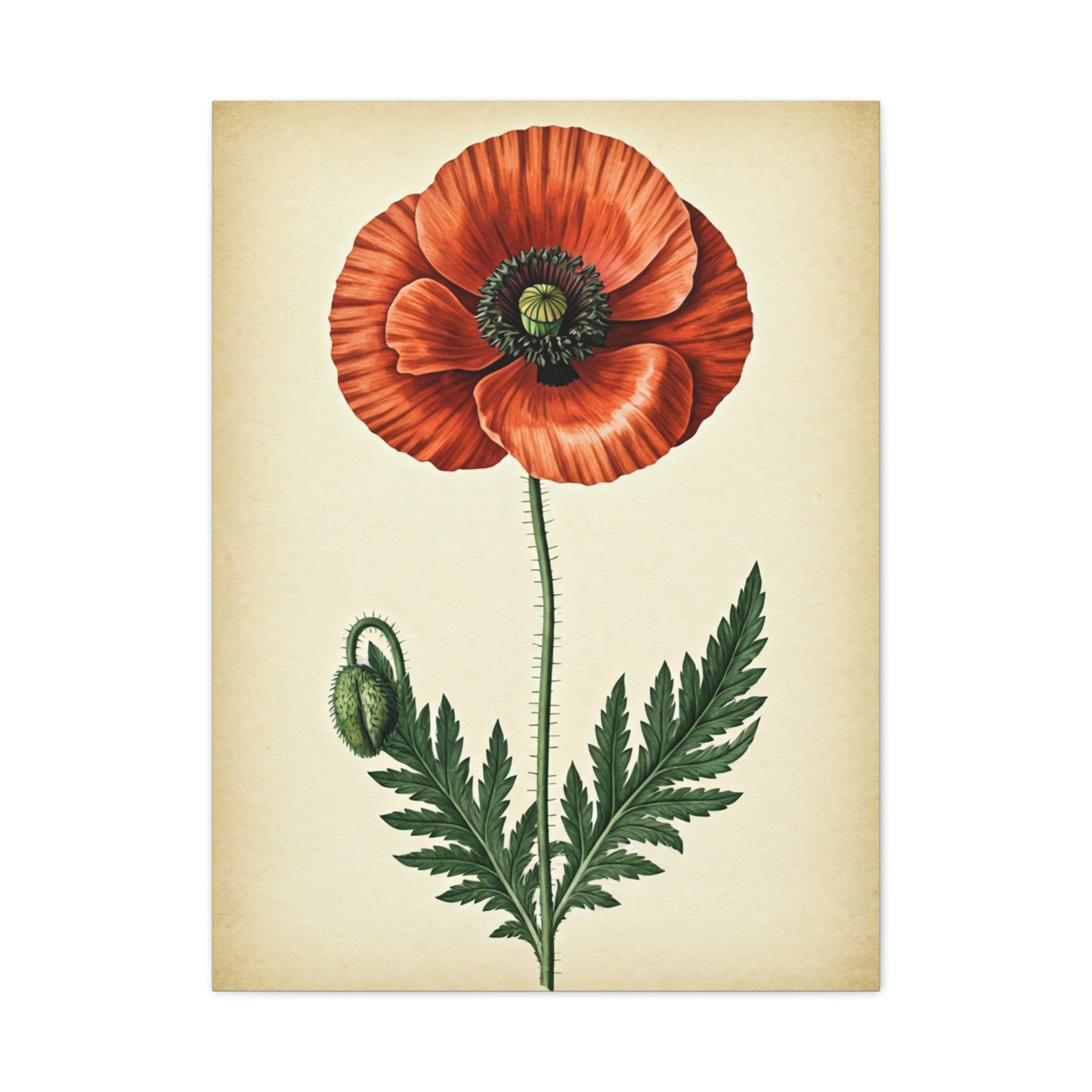 Poppy Flower Vintage Study Wall Art & Canvas Prints