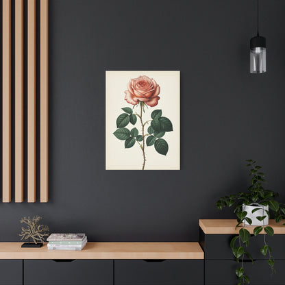 Vintage Rose Illustration Wall Art & Canvas Prints