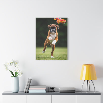 Playful Leap Boxer Wall Art & Canvas Print