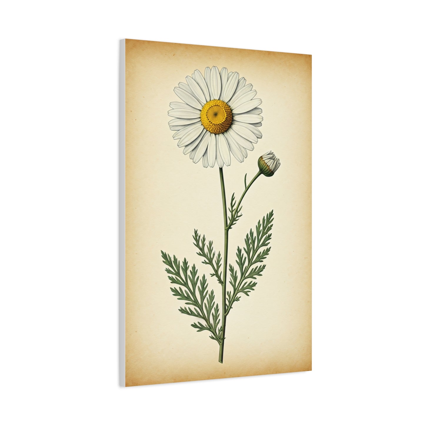 Wild Daisy Illustration Wall Art & Canvas Prints