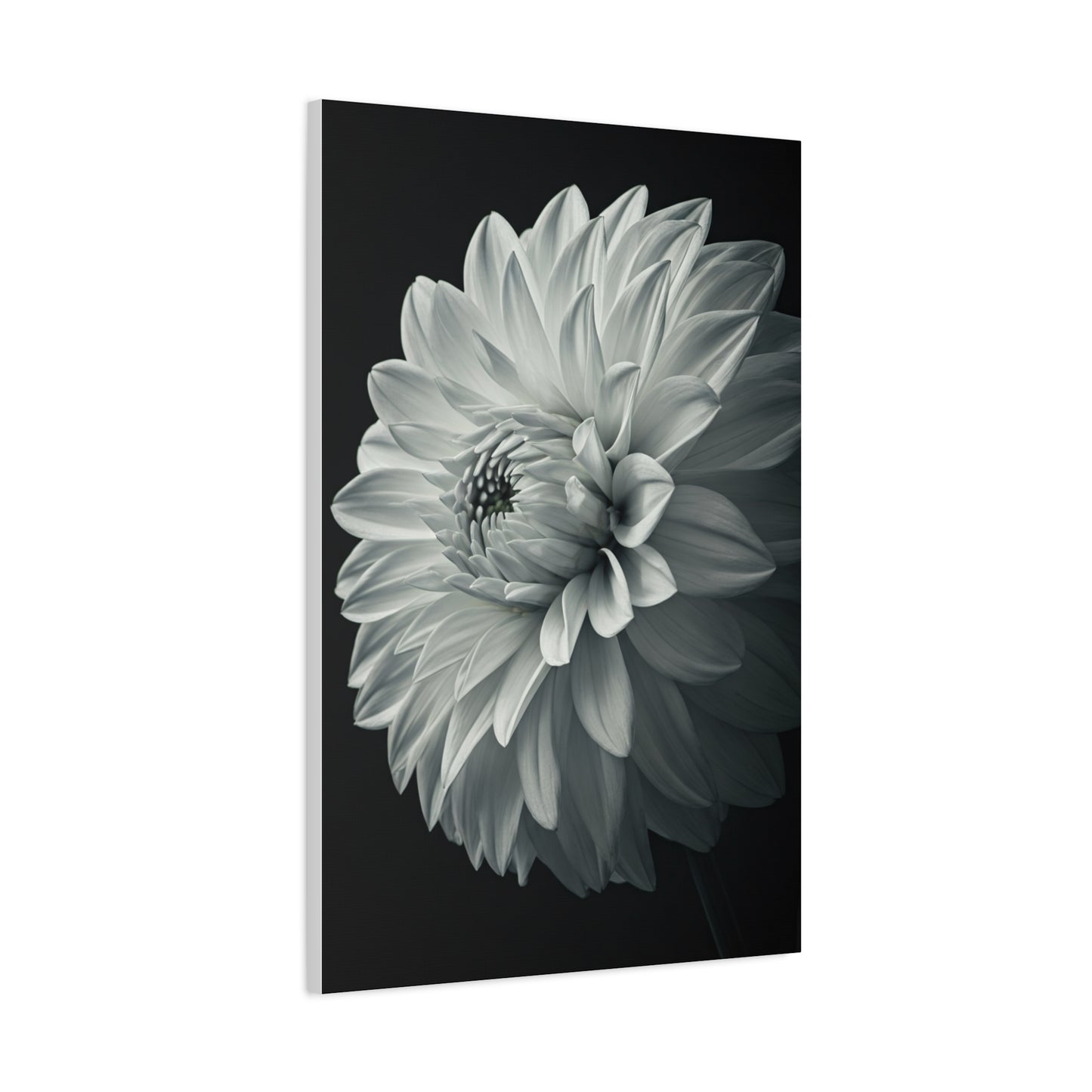 Silver Dahlia Blossom Wall Art & Canvas Prints