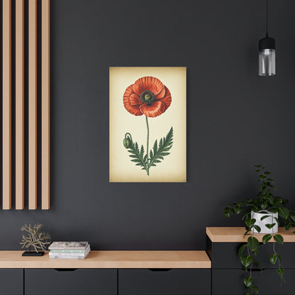 Poppy Flower Vintage Study Wall Art & Canvas Prints