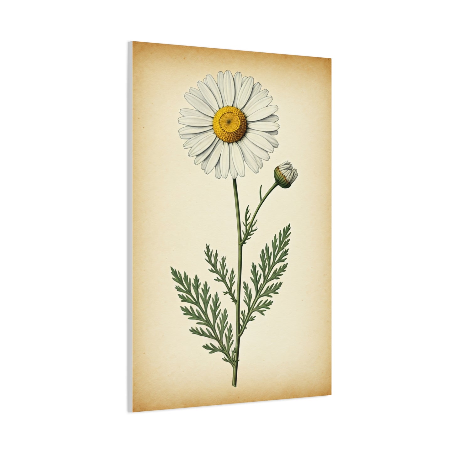 Wild Daisy Illustration Wall Art & Canvas Prints