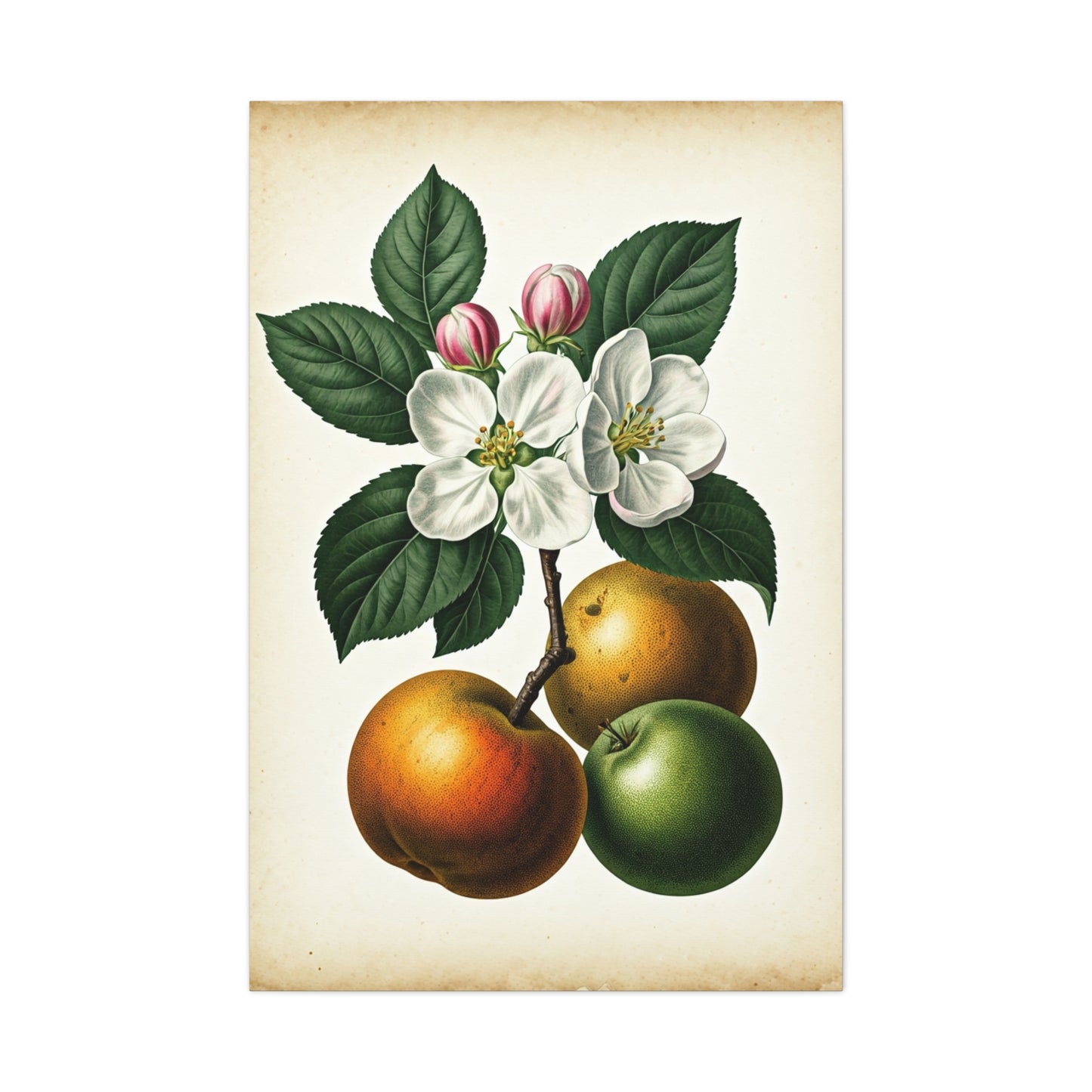 Citrus Fruit Illustration Wall Art & Canvas Prints