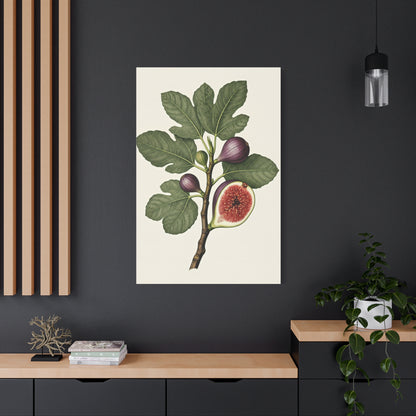 Fig Branch Illustration Wall Art & Canvas Prints