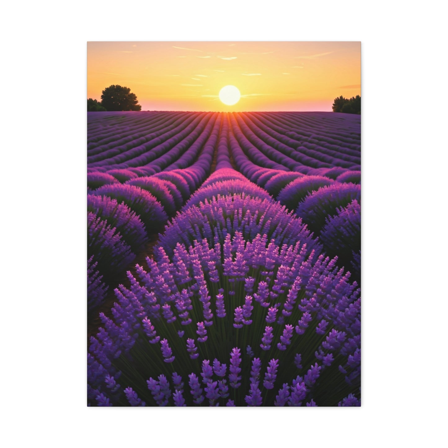 Lavender Fields at Sunset Wall Art & Canvas Prints