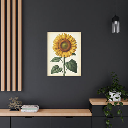 Sunflower Illustration Wall Art & Canvas Prints