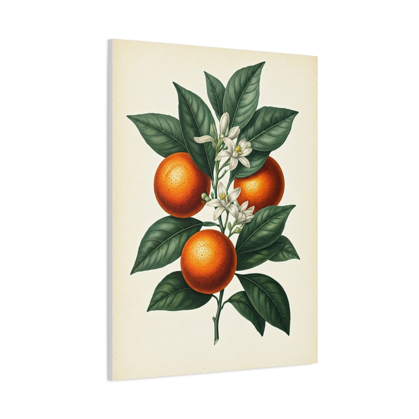 Oranges and Blossoms Illustration Wall Art & Canvas Prints