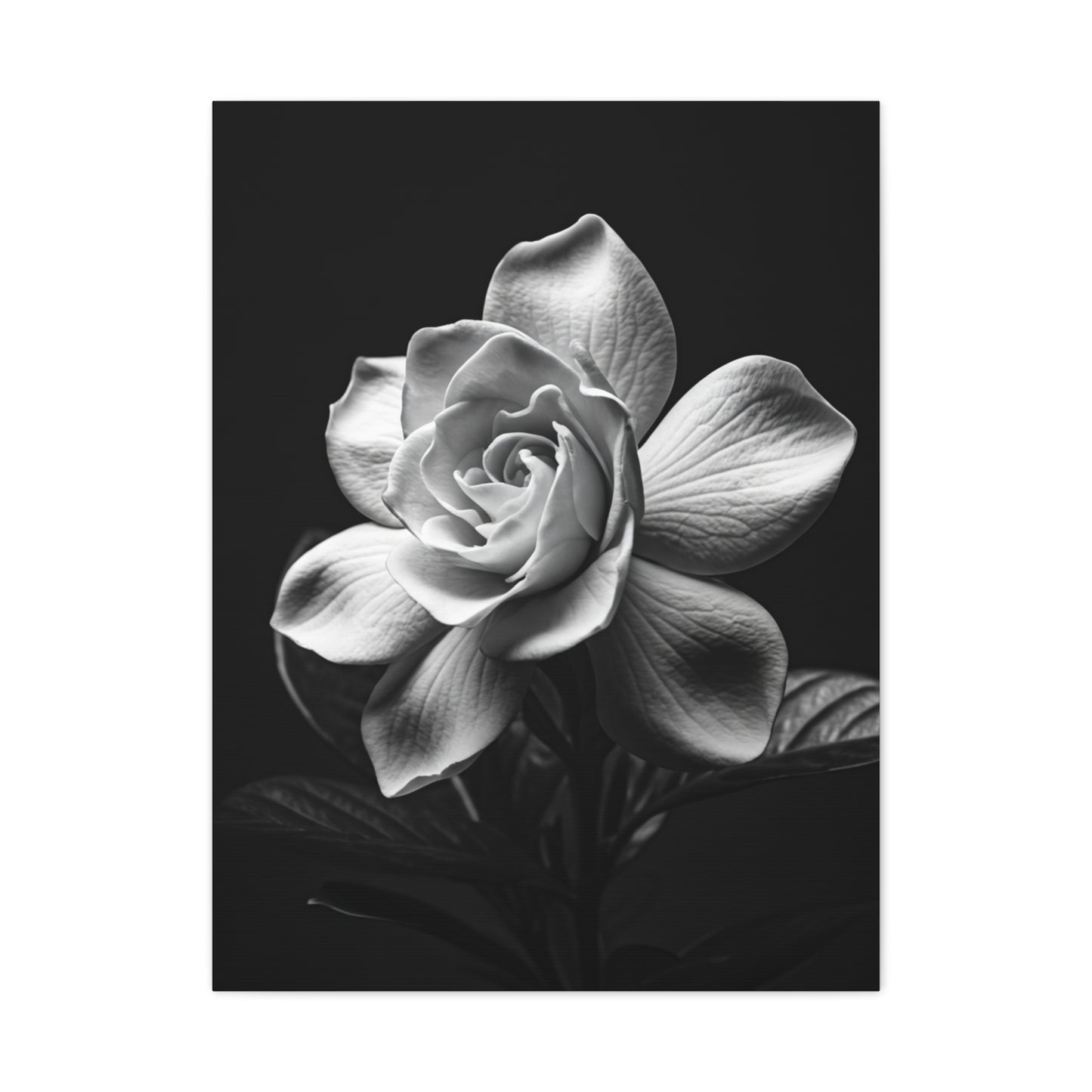 Romantic Garden Rose Monochrome Wall Art & Canvas Prints