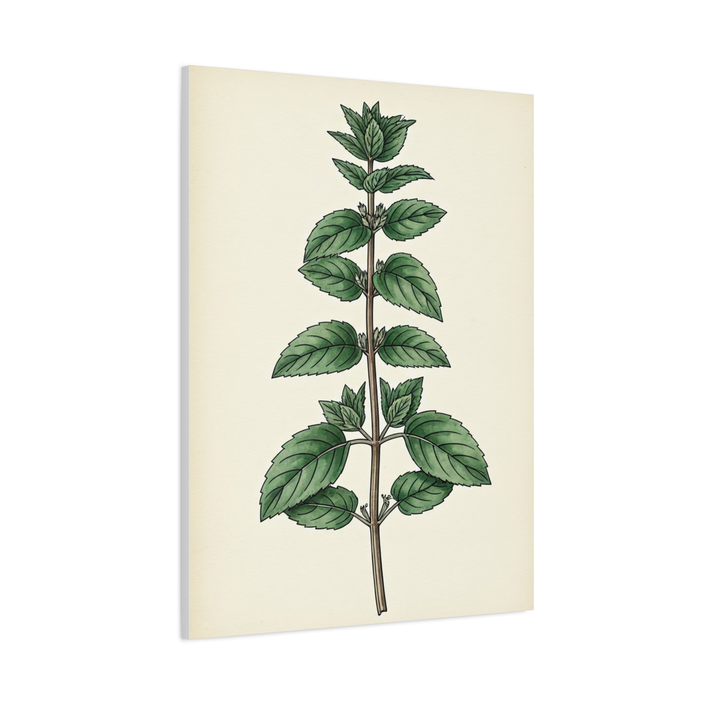 Mint Plant Herbal Illustration Wall Art & Canvas Prints