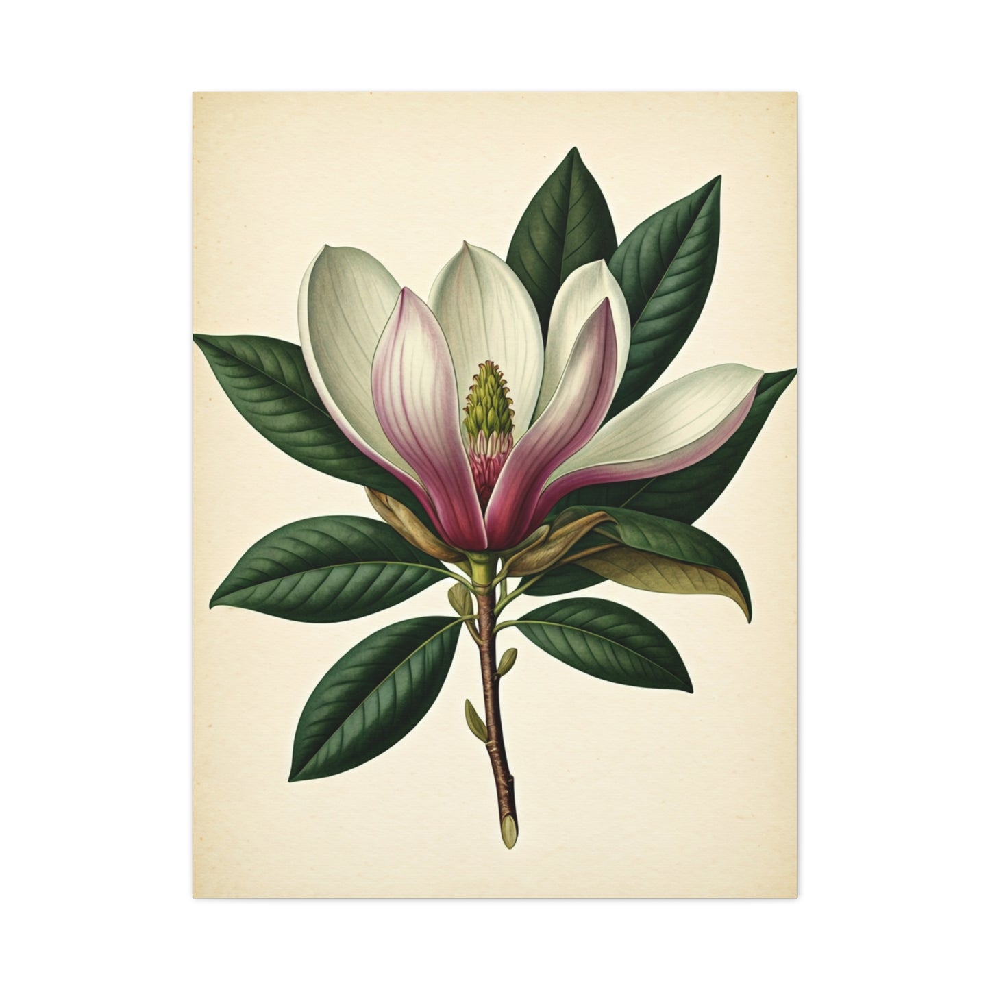 Magnolia Flower Cross Section Wall Art & Canvas Prints