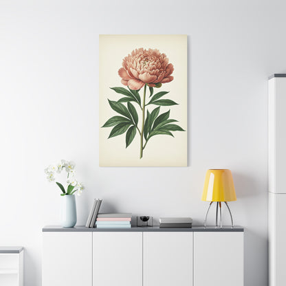 Peony Flower Study Wall Art & Canvas Prints