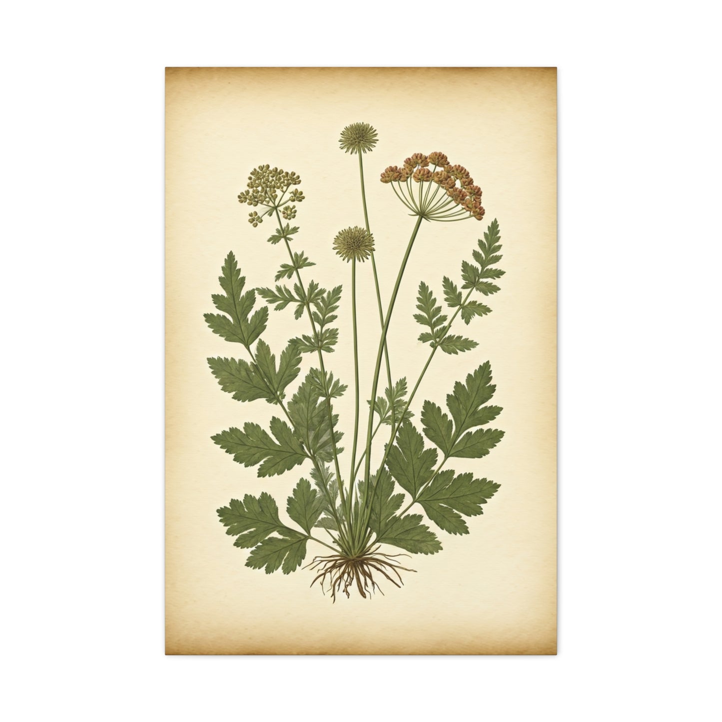 Antique Herbal Arrangement Wall Art & Canvas Prints