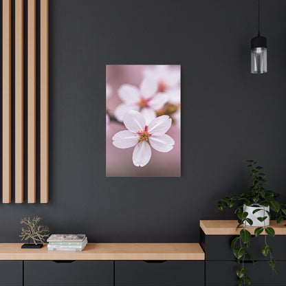 Soft Sakura Petal Macro Photography Wall Art & Canvas Prints
