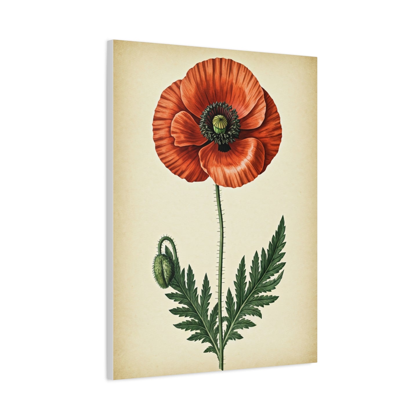 Poppy Flower Vintage Study Wall Art & Canvas Prints