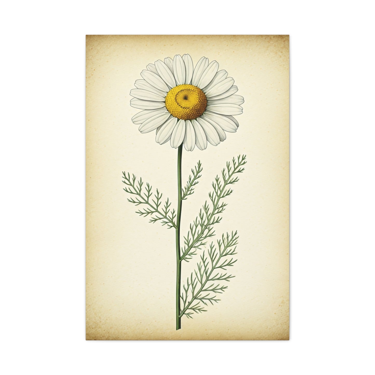 Chamomile Flower Herbal Illustration Wall Art & Canvas Prints