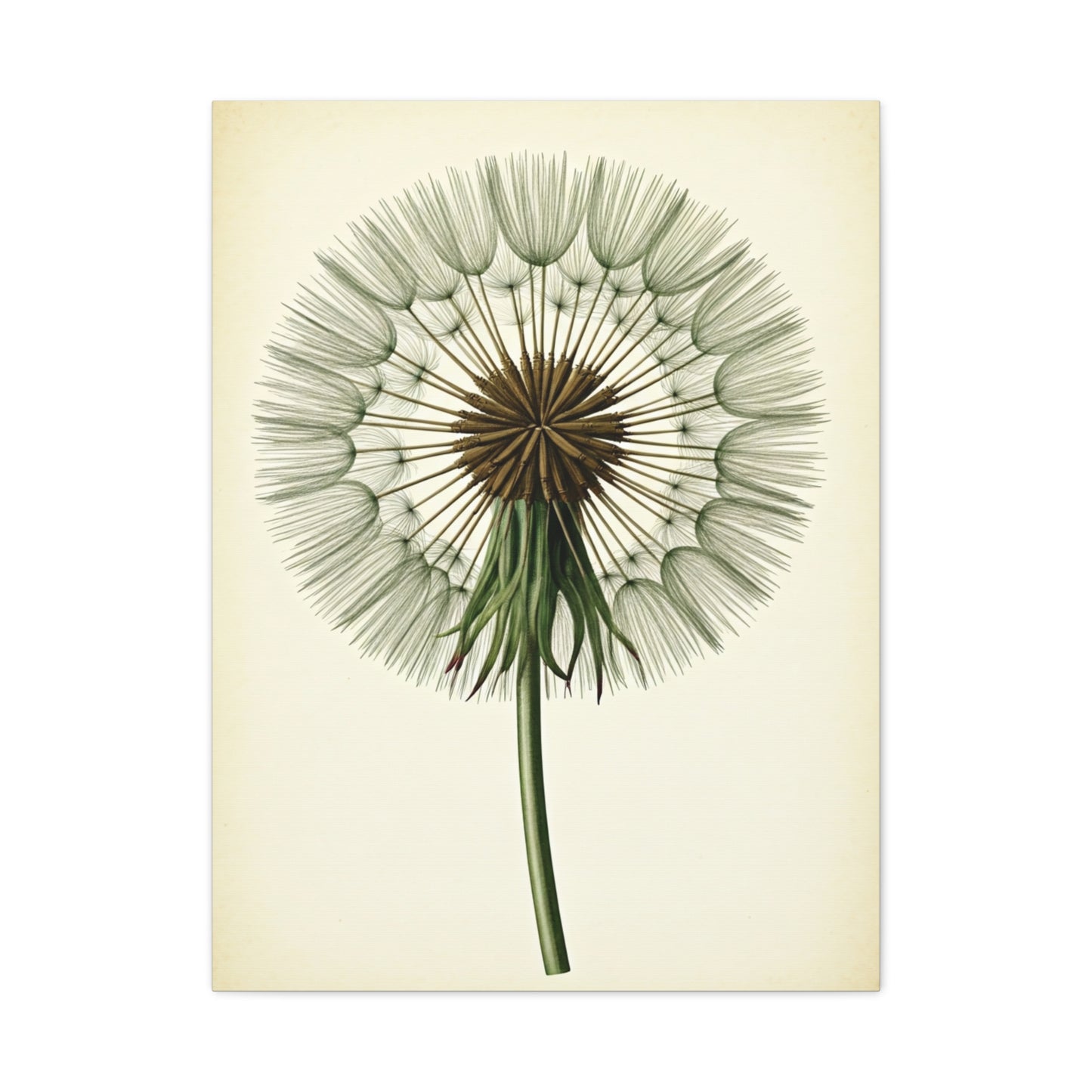 Dandelion Seed Head Illustration Wall Art & Canvas Prints