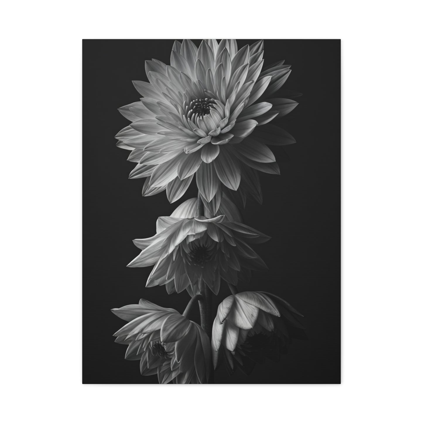 Vertical Dahlia Stem Composition Wall Art & Canvas Prints
