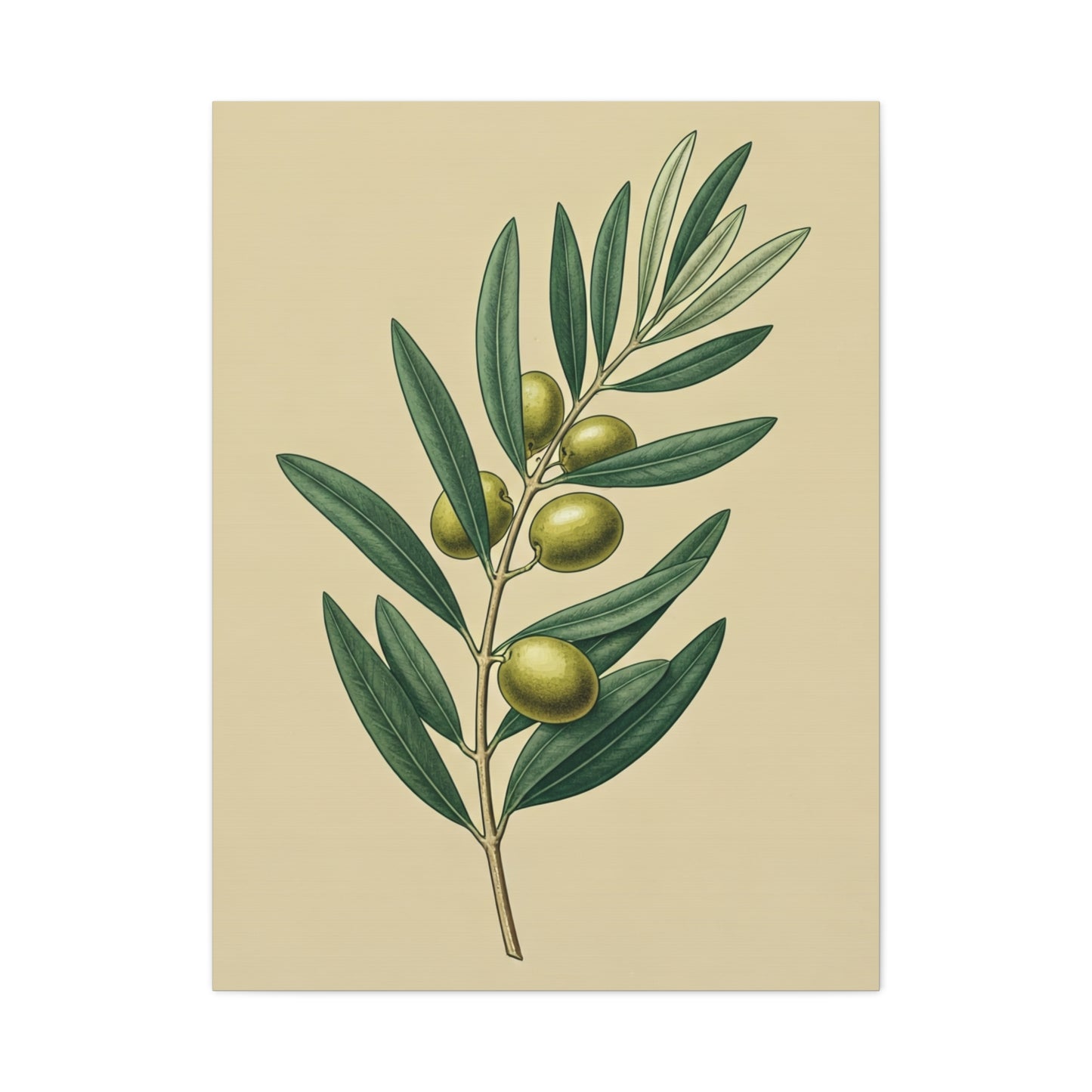 Olive Branch Study Wall Art & Canvas Prints
