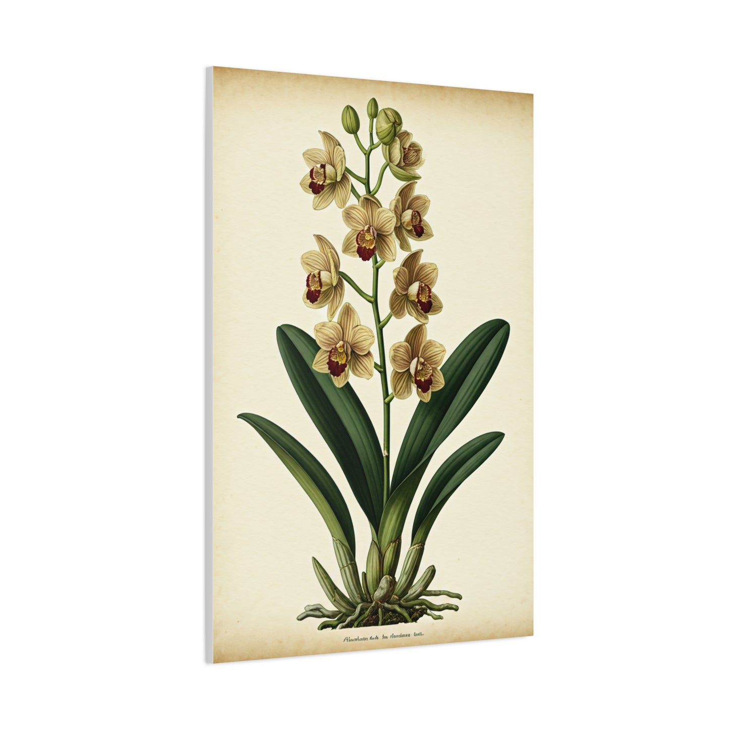 Vintage Wildflower Study Wall Art & Canvas Prints