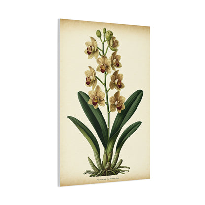 Vintage Wildflower Study Wall Art & Canvas Prints
