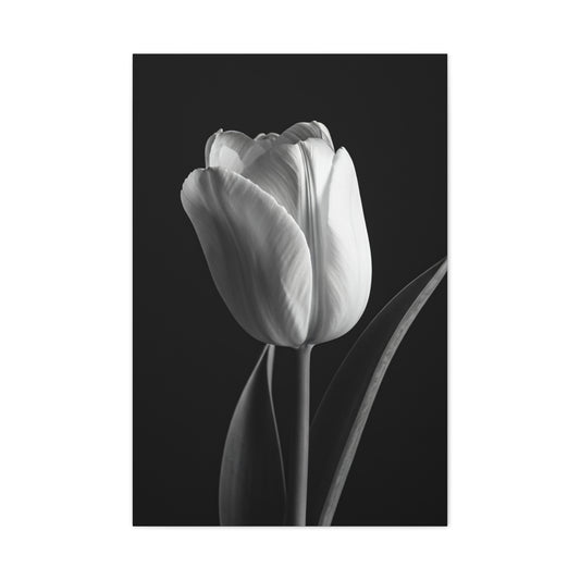 Single Tulip Elegance Monochrome Wall Art & Canvas Prints