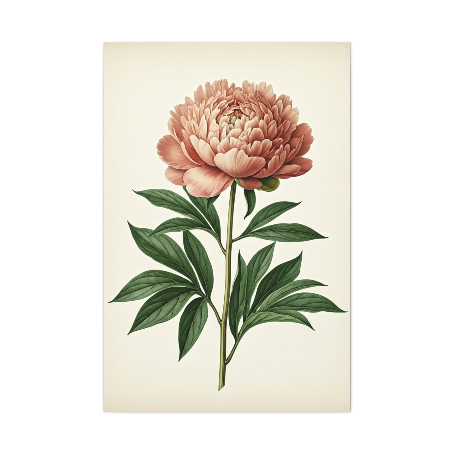 Peony Flower Study Wall Art & Canvas Prints