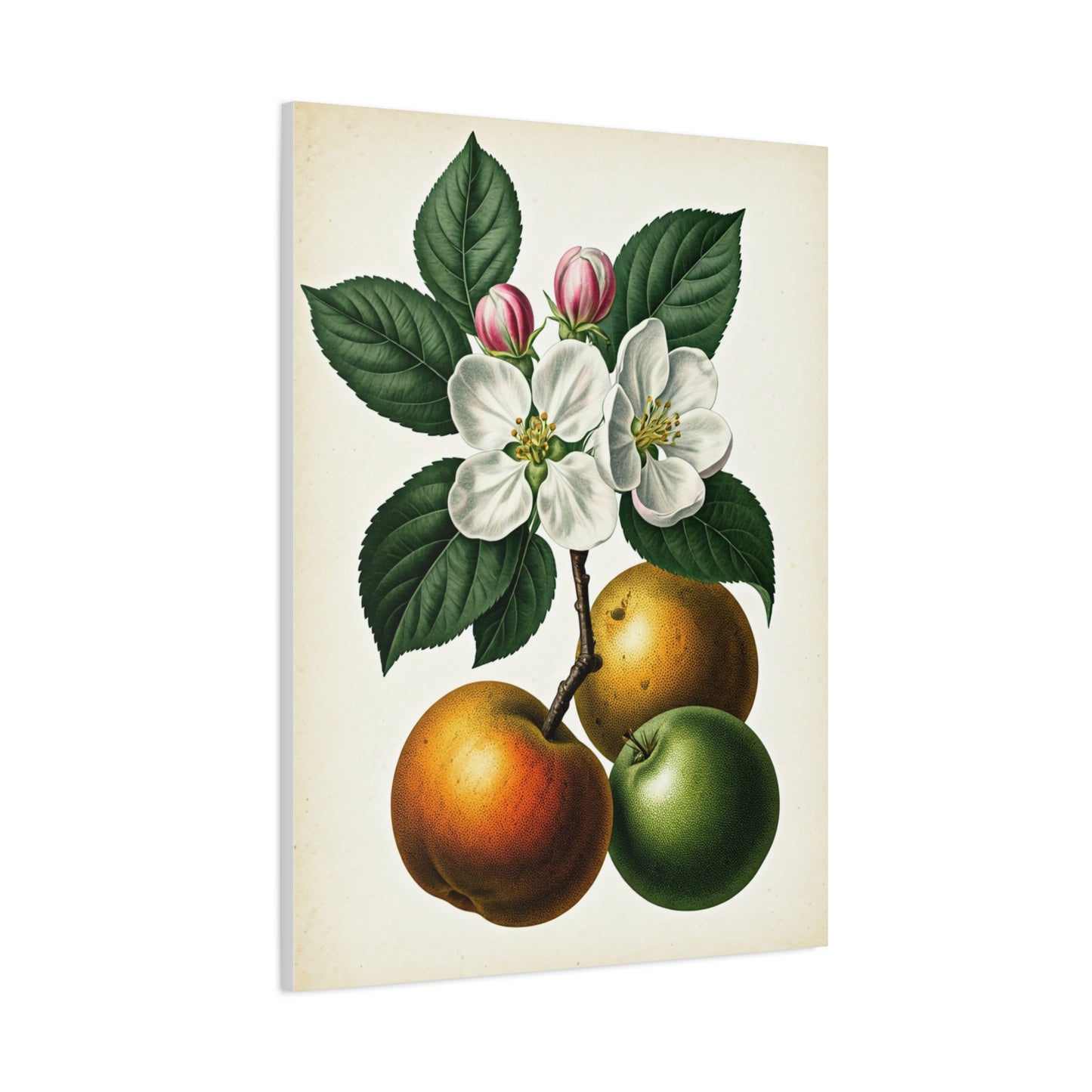 Citrus Fruit Illustration Wall Art & Canvas Prints
