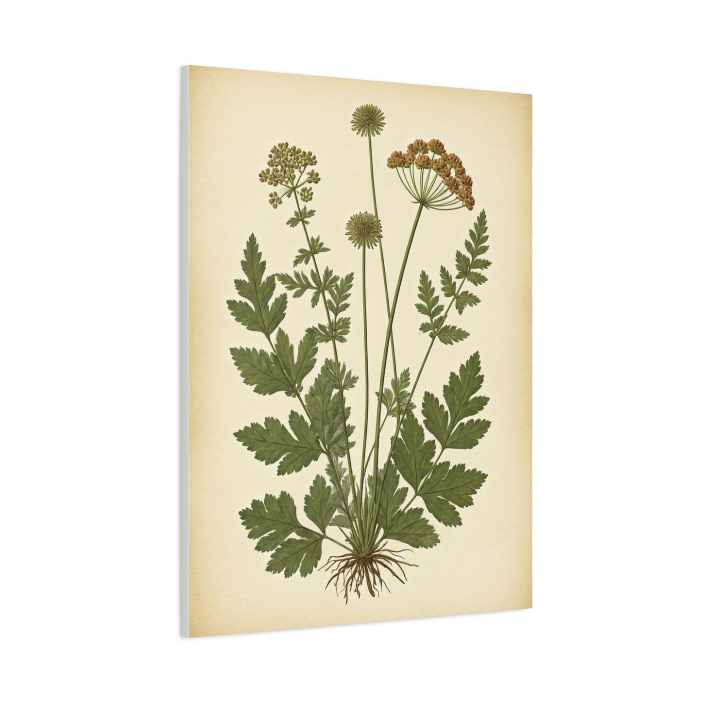 Antique Herbal Arrangement Wall Art & Canvas Prints