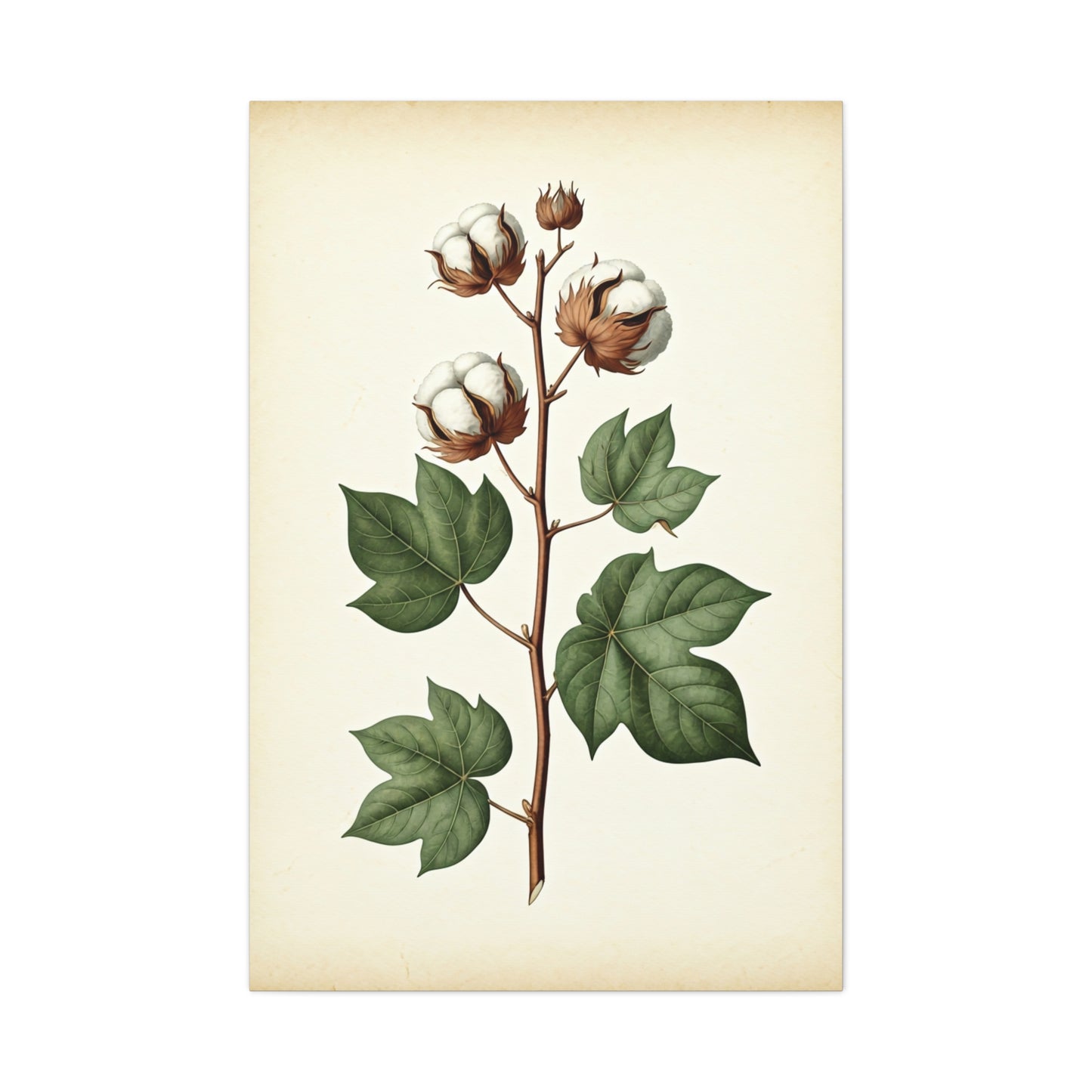 Cotton Plant Illustration Wall Art & Canvas Prints
