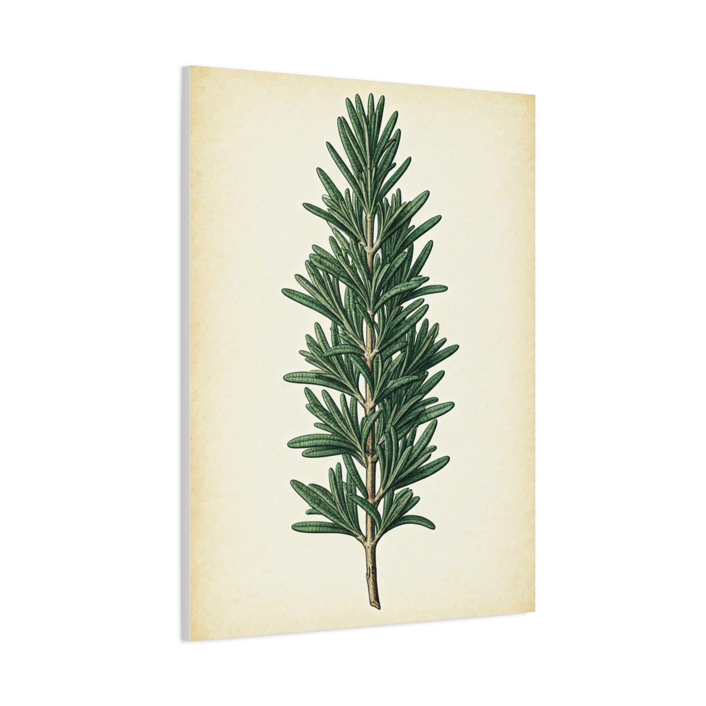 Rosemary Herb Vintage Study Wall Art & Canvas Prints