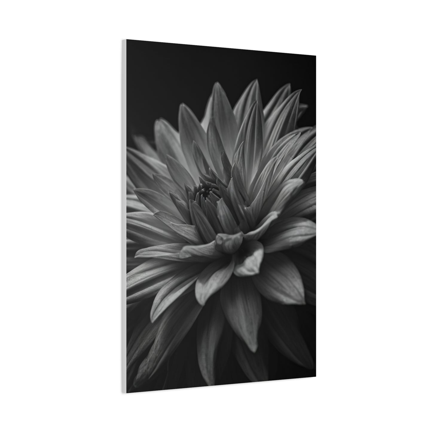 Monochrome Layered Dahlia Bloom Wall Art & Canvas Prints