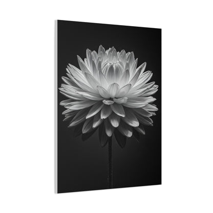 Symmetrical Dahlia Bloom Wall Art & Canvas Prints