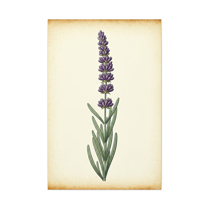 Lavender Stem Illustration Wall Art & Canvas Prints