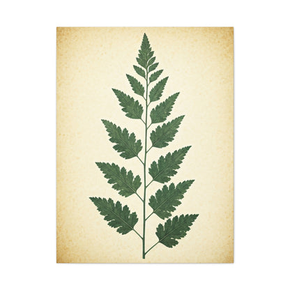 Vintage Fern Study Wall Art & Canvas Prints