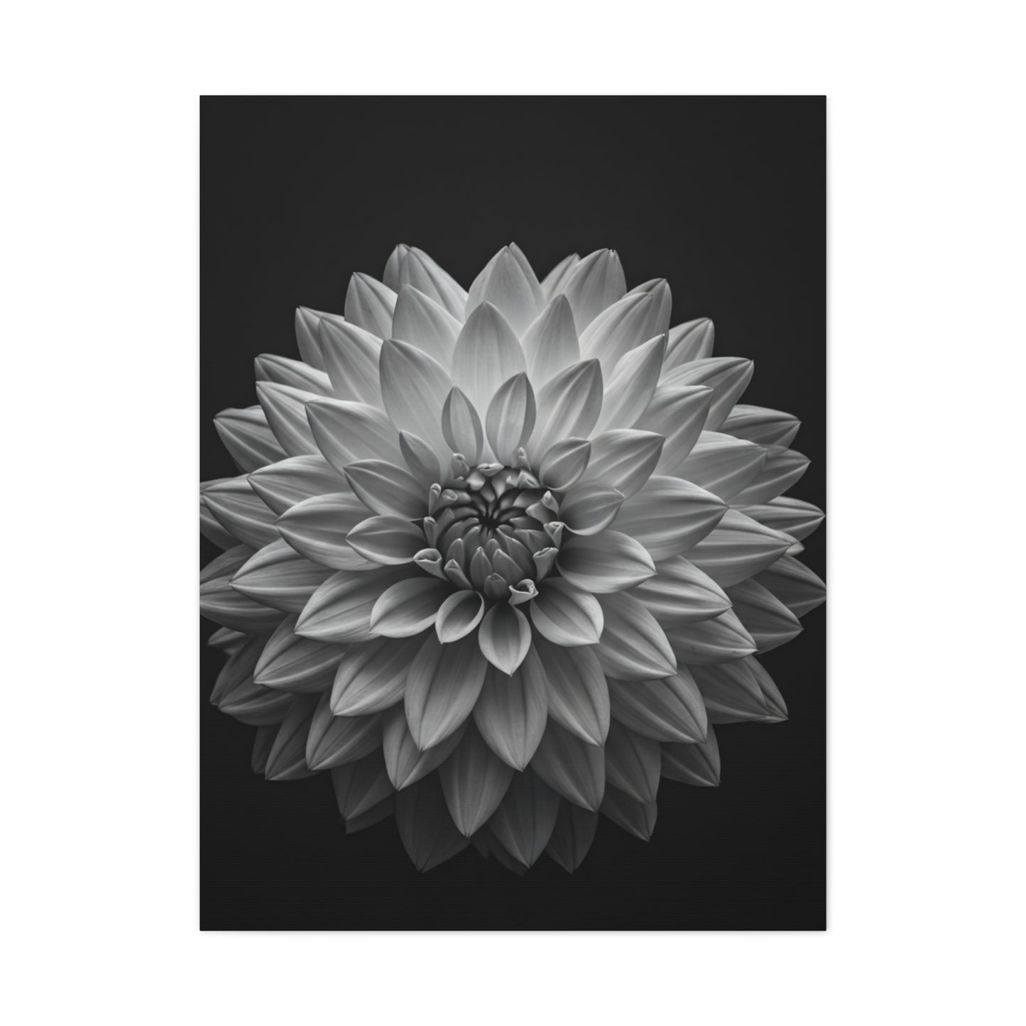 Dahlia Bloom in Shadow Monochrome Wall Art & Canvas Prints